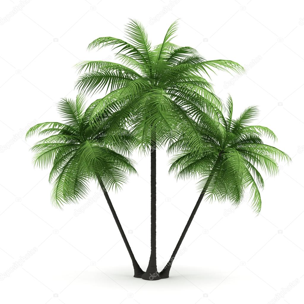 Green palms on a white background. 3d image.