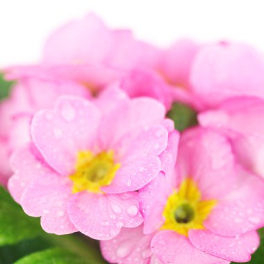 güzel pembe primula izole saksının içinde