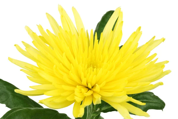 Yellow flower — Stock Photo, Image