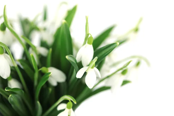Snowdrops の美しい花束 — ストック写真