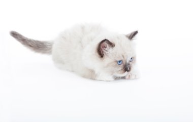 şirin ragdoll kedi yavrusu