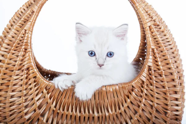 Ragdoll kitten in bell basket — Stock Photo, Image