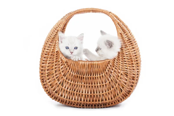 Ragdoll kittens in bell basket — Stock Photo, Image