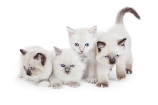 Cute Ragdoll kittens — Stock Photo, Image