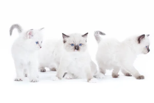 Cute Ragdoll kittens — Stock Photo, Image