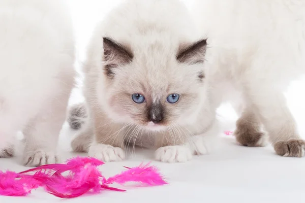 Cute Ragdoll kitten — Stock Photo, Image