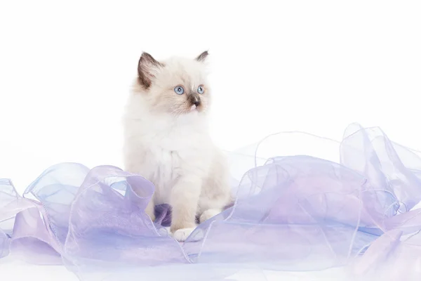 Cute Ragdoll kitten — Stock Photo, Image