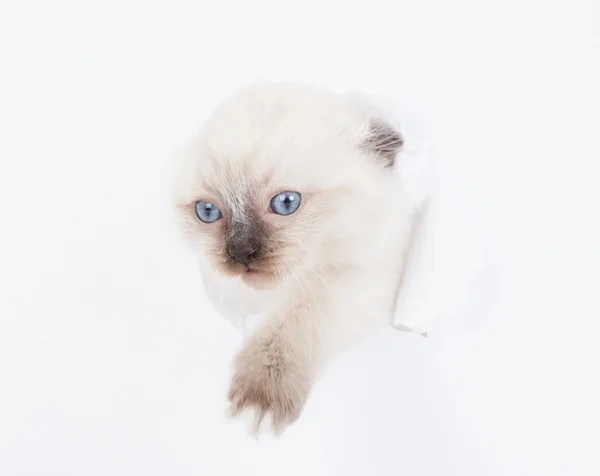 Котенок, смотрящий вверх в бумаге — стоковое фото