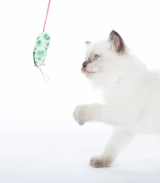 Kitten playing with toy mouse — Stock Photo, Image