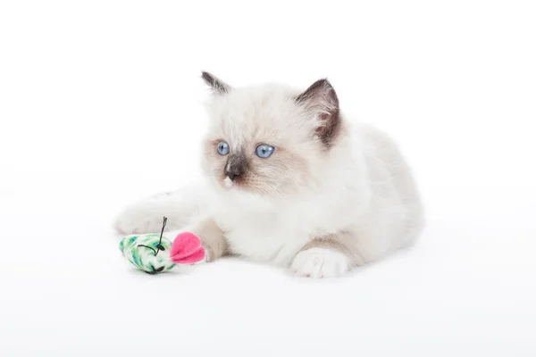 Cute Ragdoll kitten — Stock Photo, Image