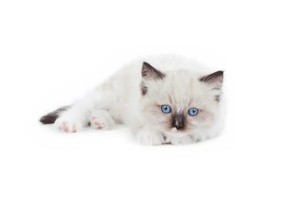 Lindo gatito Ragdoll —  Fotos de Stock