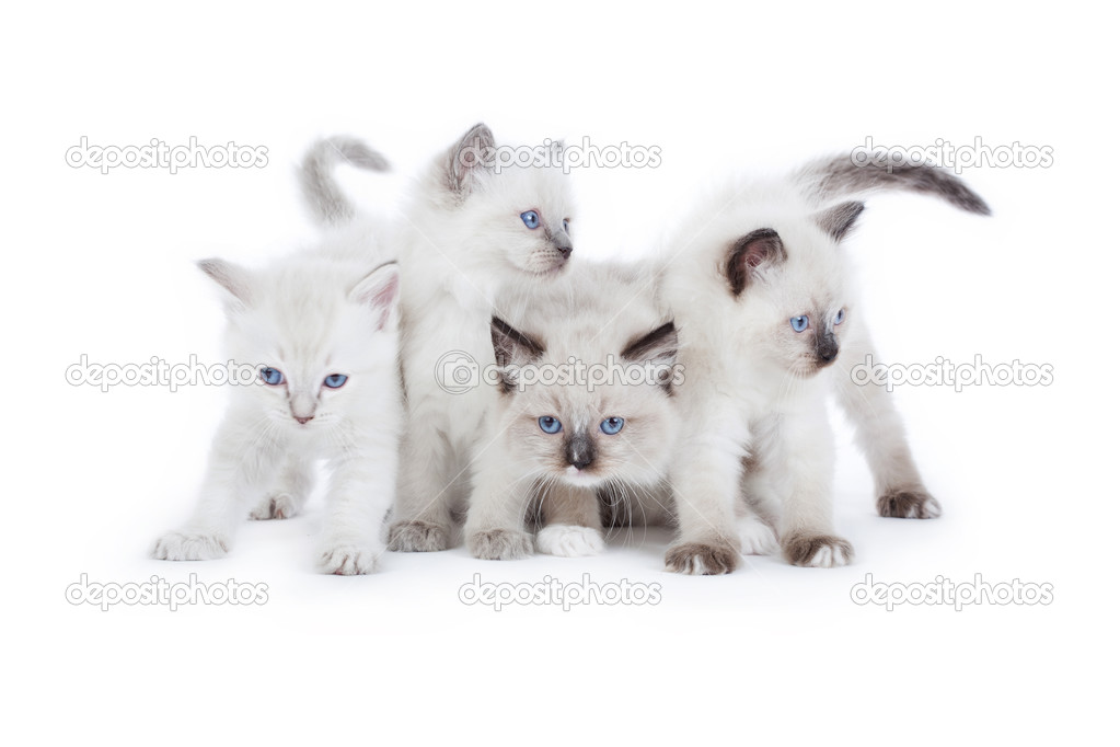Cute Ragdoll kittens