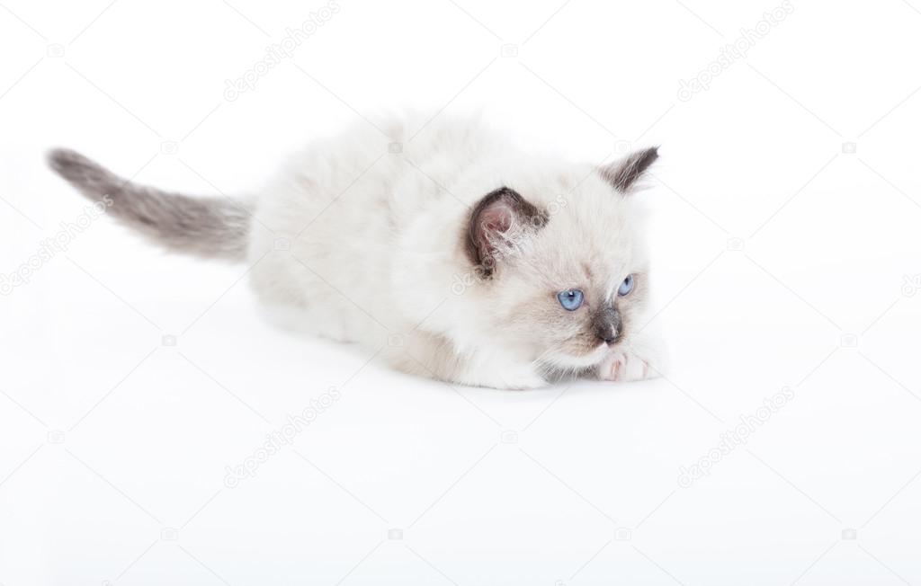 Cute Ragdoll kitten