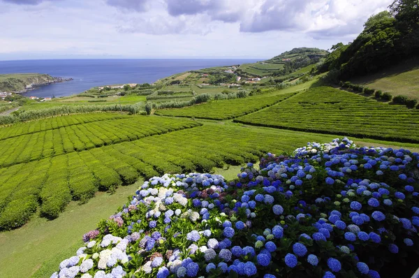 De thee plantage. Sao miguel. Azoren — Stockfoto