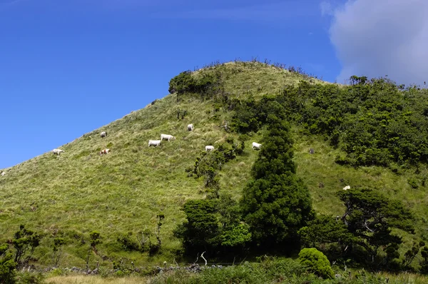 Pastagens na ilha do Pico, Açores — Fotografia de Stock