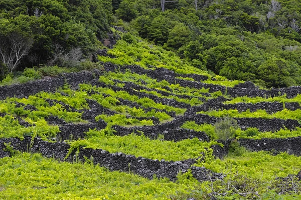 Pico - vinhas e pequenas muralhas de basalto, Açores — Fotografia de Stock