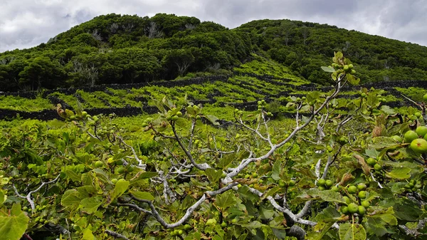 Pico - vinhas e pequenas muralhas de basalto, Açores — Fotografia de Stock
