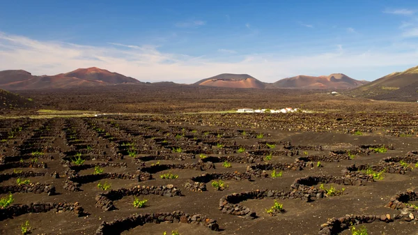 La Geria, ilha de Lanzarote — Fotografia de Stock