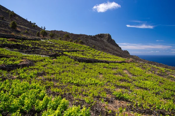 Lavafält av vindruvor ön la palma — Stockfoto