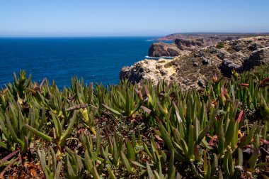 sao vicen sahil şeridi üzerinde tipik Atlantik flora Close-Up