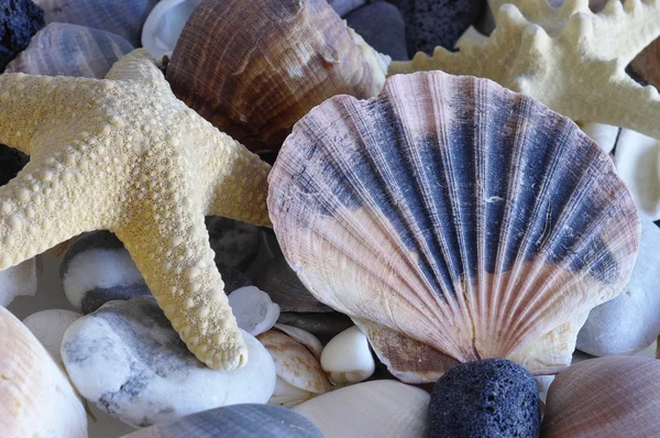 Havet skal snäckskal — Stockfoto