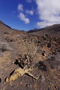 Güney fuerteventura, jandia, İspanya