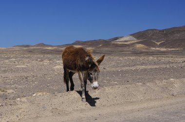 eşek jandia playa, Kanarya Adası fuerteventura, İspanya 