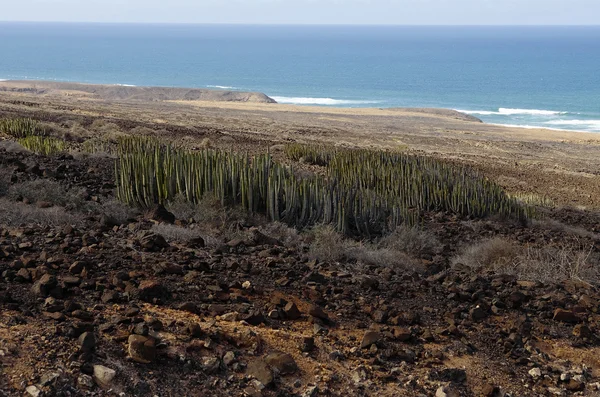Os cactos de crescimento selvagem, Fuerteventura, Espanha — Fotografia de Stock