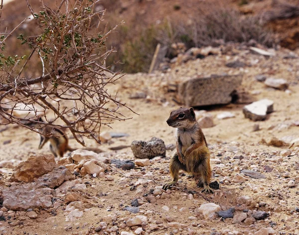 Esquilo Terrestre Barbário, Fuerteventura — Fotografia de Stock