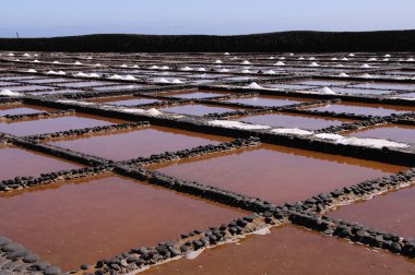 Salinas fuerteventura Adası, Kanarya Adaları, İspanya