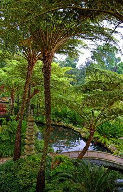 madeira Adası - şehir funchal, Portekiz başkenti monte hill egzotik park ile büyüyor