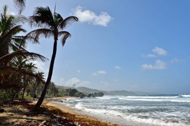 BATHSHEBA, BARBADOS; 23 Şubat 2020: Bathsheba, Karayip Adaları 'nın doğu kıyısında mavi gökyüzü