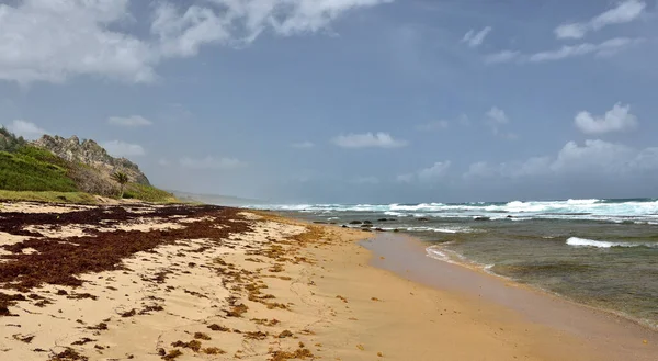 Plage Des Marcheurs Dans Côté Est Nord Île Barbade — Photo