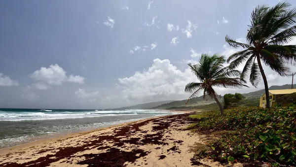 Walkers Beach Lado Este Norte Isla Barbados — Foto de Stock