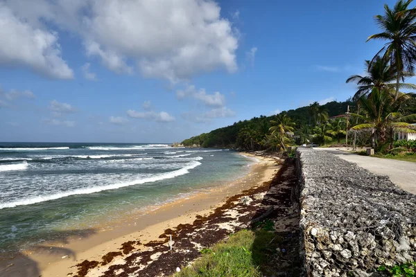 Costa Barbados Con Rocas Agua Del Océano — Foto de Stock