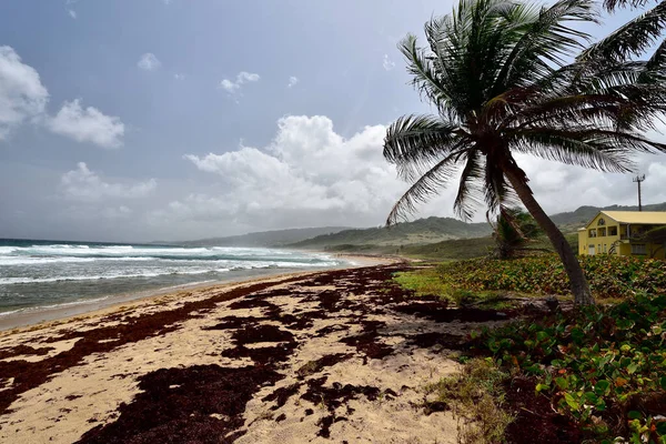 Barbados adasının doğu-kuzey yakasındaki yosun kaplı Walkers Sahili.