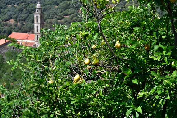 Santa Maria Corsica Francia Agosto 2020 Limoni Che Sbocciano Sull — Foto Stock