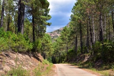 Col de Siu Dağı Geçidi ormanlarının arasındaki dar yol. Corse-du-Sud, Korsika, Fransa