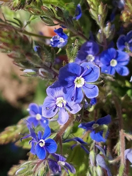 Veronica şifalı bitki. Veronica 'nın resmi fotoğrafını kapat Chamaedrys çiçekleri.