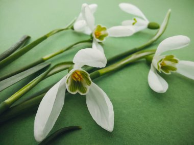 Yeşil arka plandaki ilk bahar çiçekleri. Kar damlaları kapanır