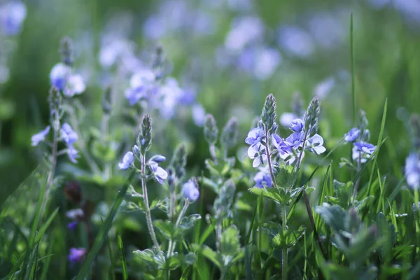 Veronica şifalı bitki. Mavi çiçeğin yakın fotoğrafını çek. Veronica officinalis veya chamaedry bitkisi.