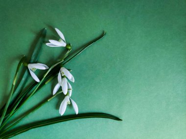 Soğuk yeşil arka planda ilk bahar çiçekleri. Kopyalama alanı olan kar damlaları