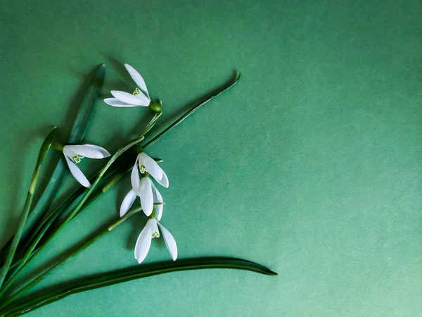 Soğuk yeşil arka planda ilk bahar çiçekleri. Kopyalama alanı olan kar damlaları