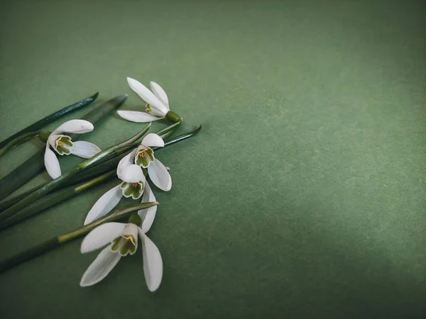 Yeşil arka plandaki ilk bahar çiçekleri. Koyu renkli kar damlaları.
