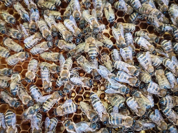 Bal peteği çerçeveli Avrupa bal arıları. Fotoğrafı kapat.