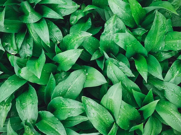 Zümrüt yeşili fotoğraf dokusu 