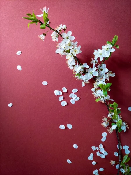  Kırmızı kağıt arkaplanda kiraz çiçeği