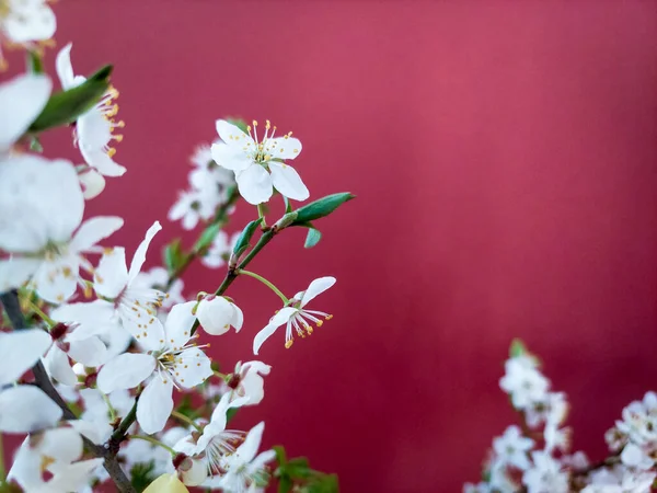  Kırmızı kağıt arkaplanda kiraz çiçeği