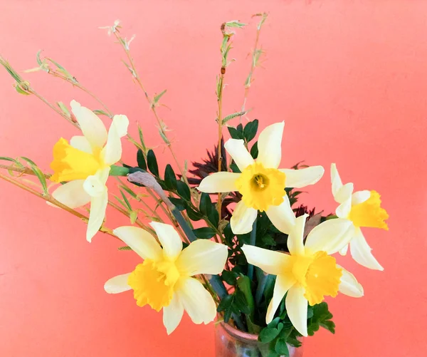 Pembe arka planda koyu yeşil yapraklı nergisler..