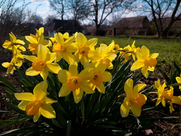 Daffodils blooming in the sunlight — Stock Photo, Image